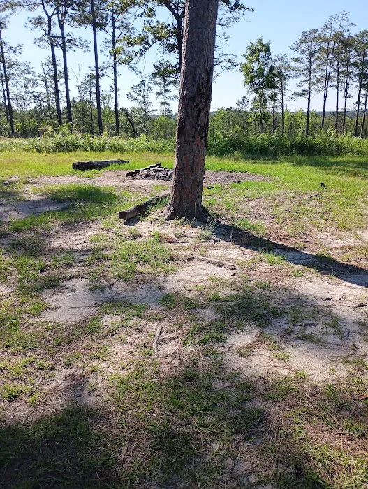Tuskegee National Forest Campsite #10 Picture 1