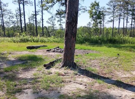 Tuskegee National Forest Campsite #10