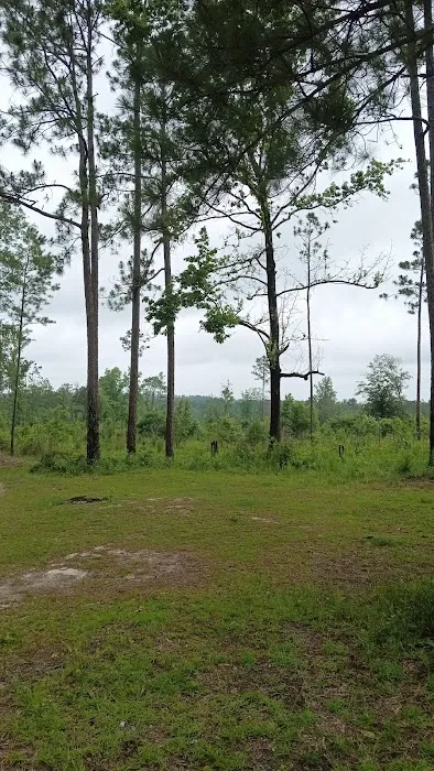Tuskegee NF Tent Site #6 Picture 3