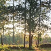 Tuskegee NF Tent Site #6 ico