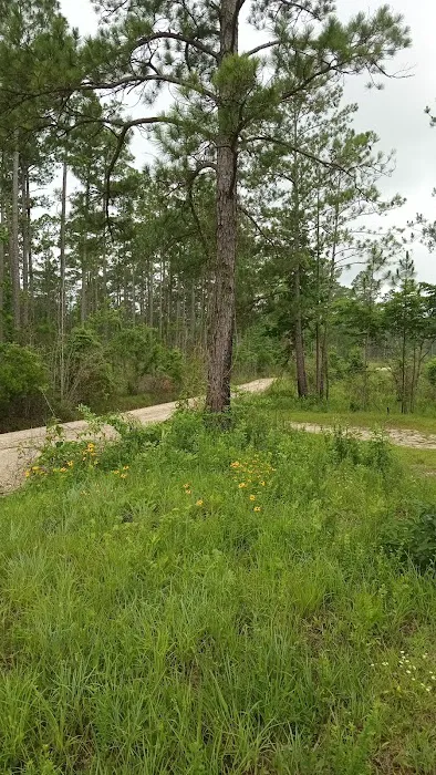Tuskegee NF Tent Site #6 Picture 4
