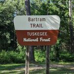 Tuskegee National Forest Campsite #11