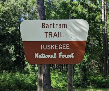 Tuskegee National Forest Campsite #11