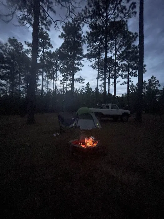 Tuskegee National Forest Campsite #11 Picture 3