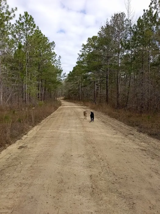 Tuskegee National Forest Campsite #1 Picture 1