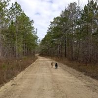 Tuskegee National Forest Campsite #1 ico
