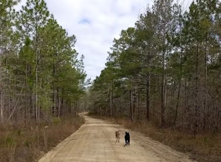 Tuskegee National Forest Campsite #1