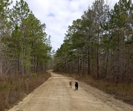 Tuskegee National Forest Campsite #1