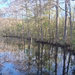 Flying Eagle Primitive Campground exact site