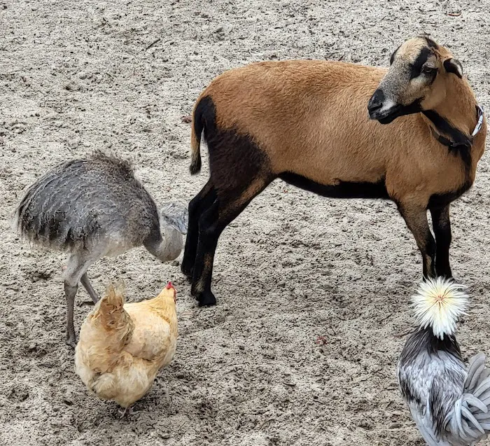 Happy Campers Rescue Ranch Picture 4