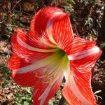 Pine Lake Mobile Home Court