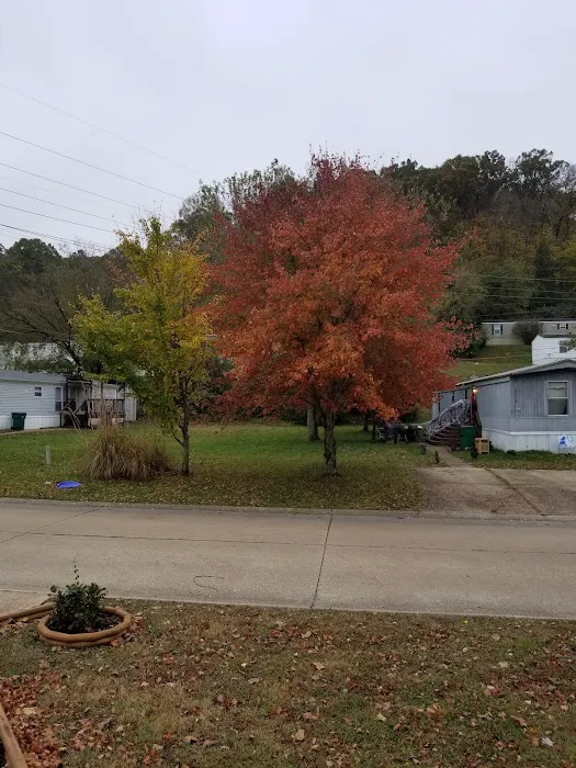 Sycamore Springs Picture 3