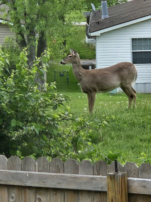 Independence Mobile Home Park Picture 5