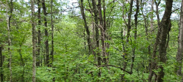 Horseshoe falls equine campground. Picture 10