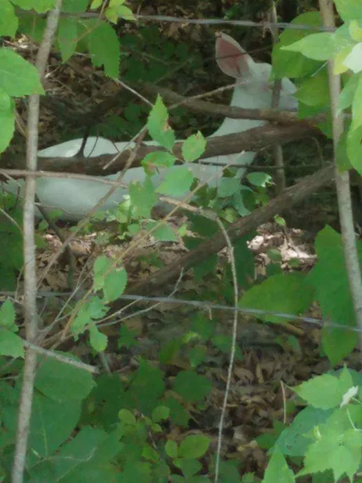 Oak Wood Acres Campground Picture 2