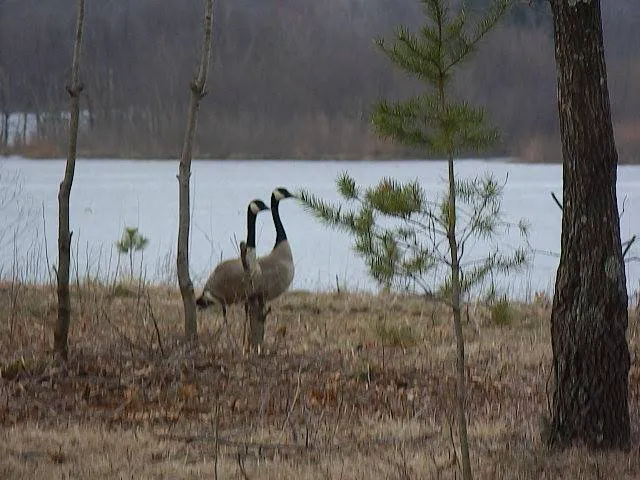 Castle Rock Lake Campground Picture 5