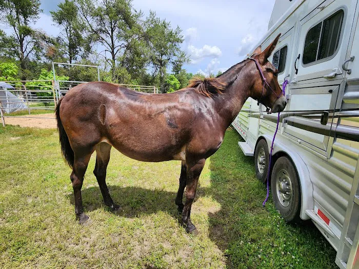 Ukarydee Equestrian Camping Picture 10
