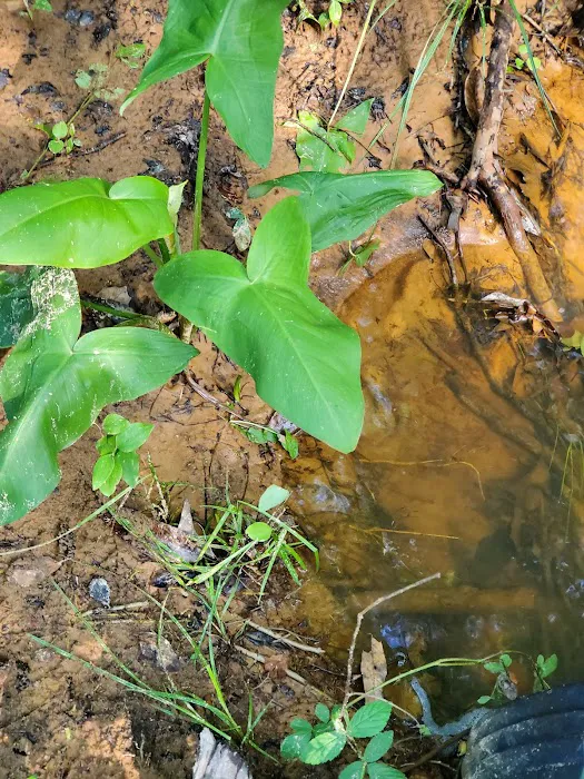 Hidden Springs Campground Picture 7