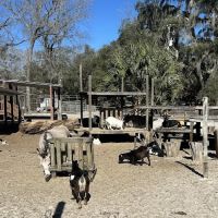 Lucky U Ranch ico