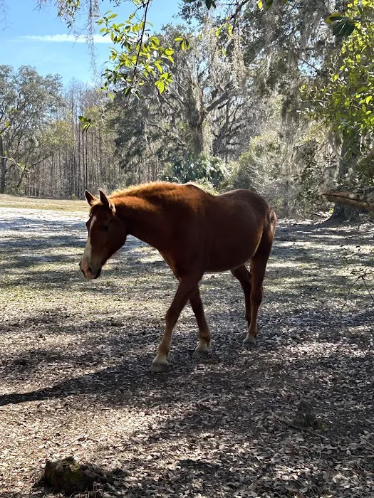 Lucky U Ranch Picture 5