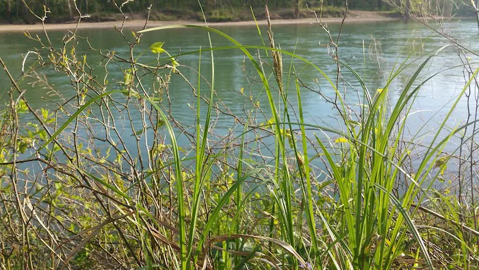 Deer Leap Campground Picture 9