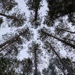 Goodman Park Campground