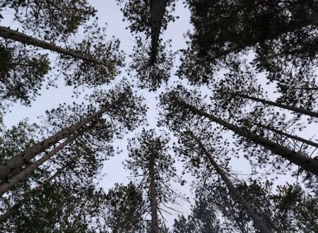 Goodman Park Campground