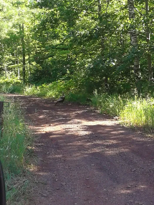 Camping In the Clouds/Mineshaft Bar & Grill Picture 9