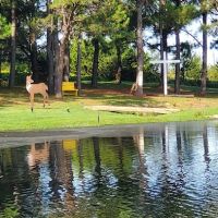 PINE Tree RV PARK ico