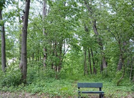Forestry Department