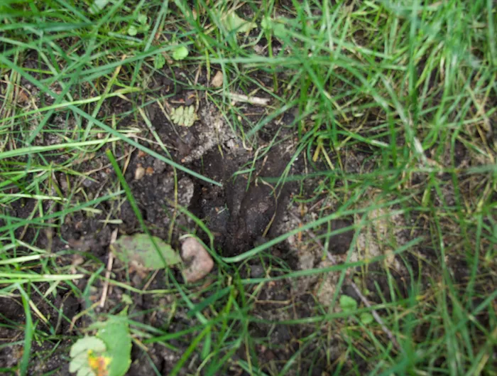 Springhetti Acres Picture 7