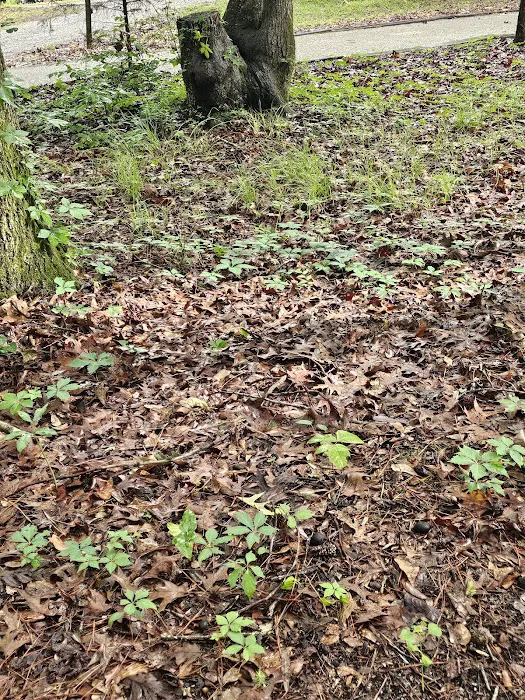 Gunter Hills Campground-Antioch Loop Picture 5