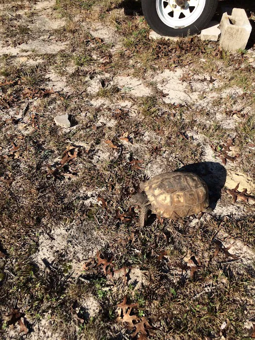Ridge Manor Campground Picture 6