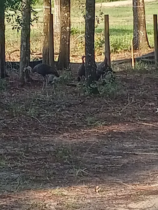 Ridge Manor Campground Picture 7