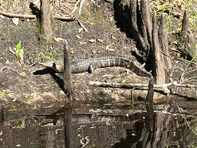 Withlacoochee River RV Park Picture 7