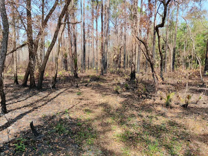 SWFWMD Mott Hammock Camp Picture 3