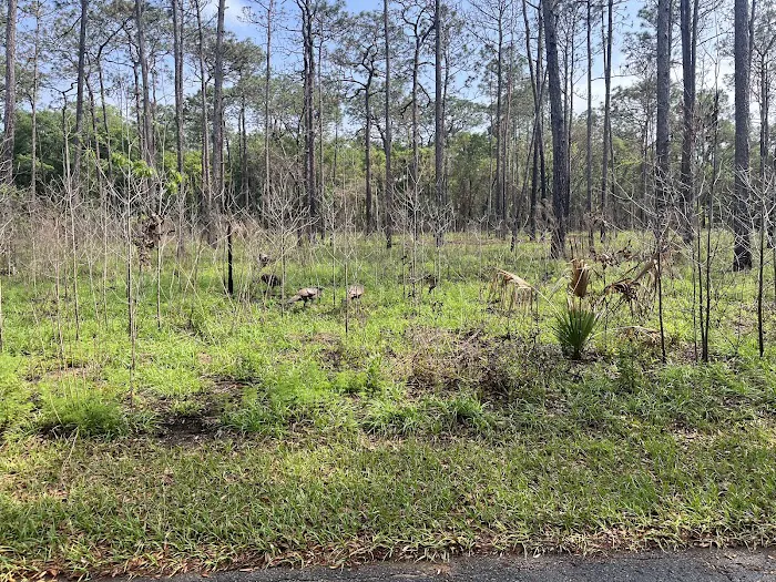 Wekiwa Springs State Park Campground Picture 10