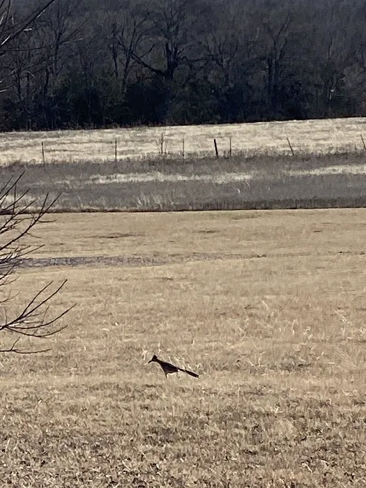 Split Tail Ranch Picture 2