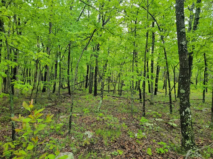 Powder Mill Campground Picture 6