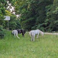 Sinking Creek Campground ico