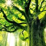 Misty Lane Mobile Home Park