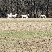 Shawnee Creek Campground ico