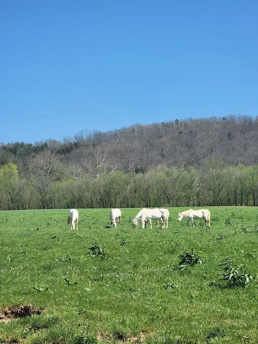 Shawnee Creek Campground Picture 2