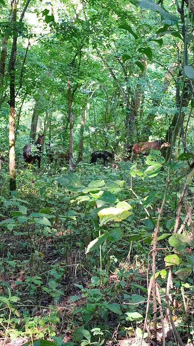 Shawnee Creek Campground Picture 3