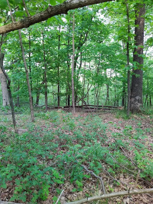 Forrest Staley County Park Picture 6