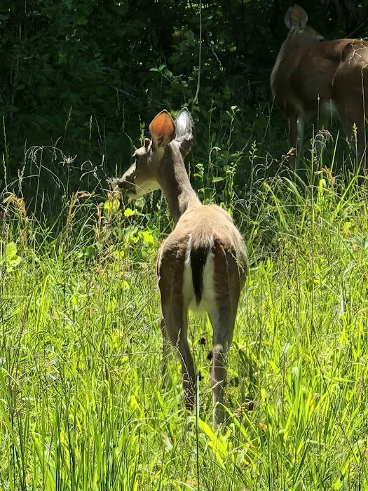 Babler State Park Campground Picture 10