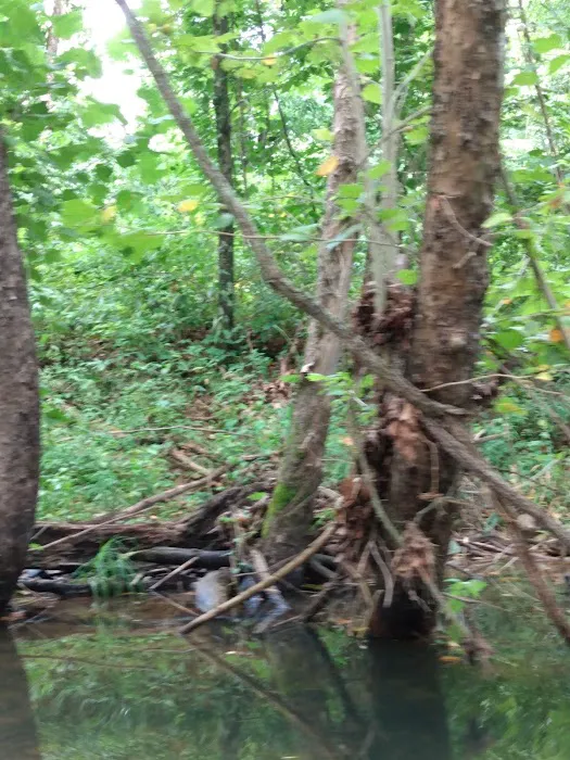 Buffalo Creek Campground Picture 2