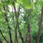 Buffalo Creek Campground