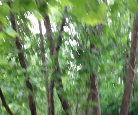 Buffalo Creek Campground
