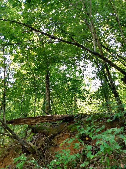Buffalo Creek Campground Picture 3